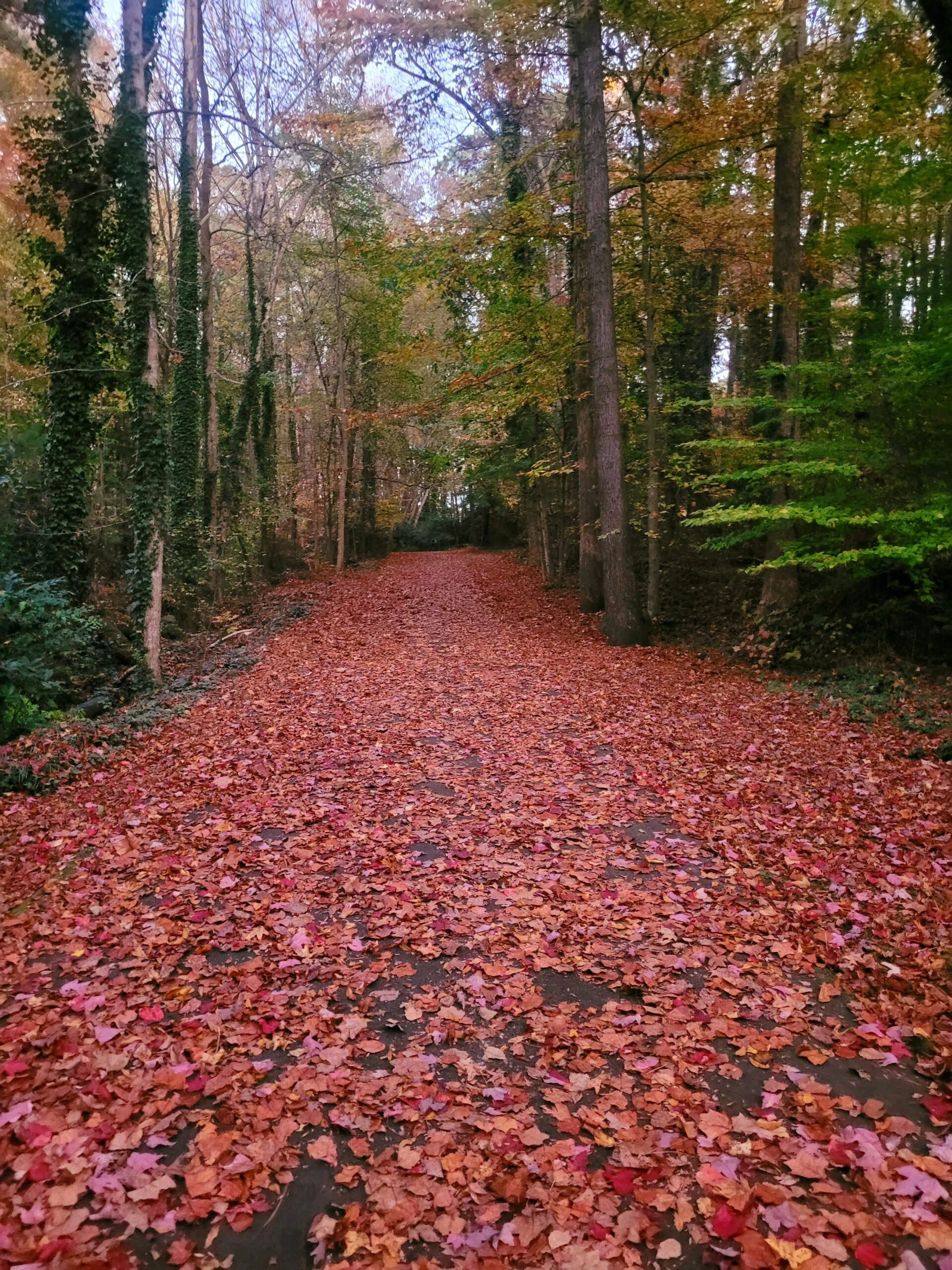 在京都體驗紅葉