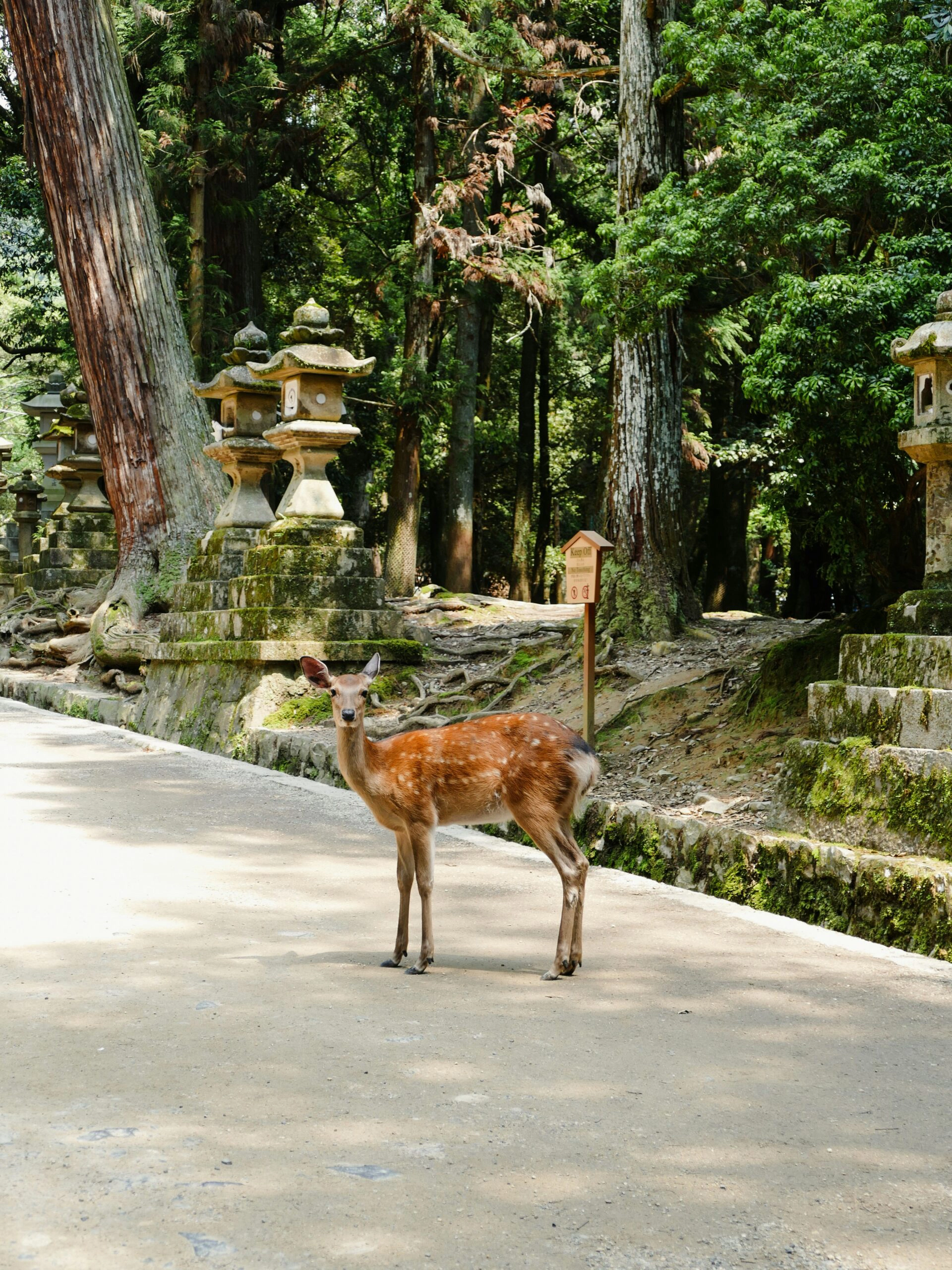 身著和服探索奈良：寺廟、鹿與傳統